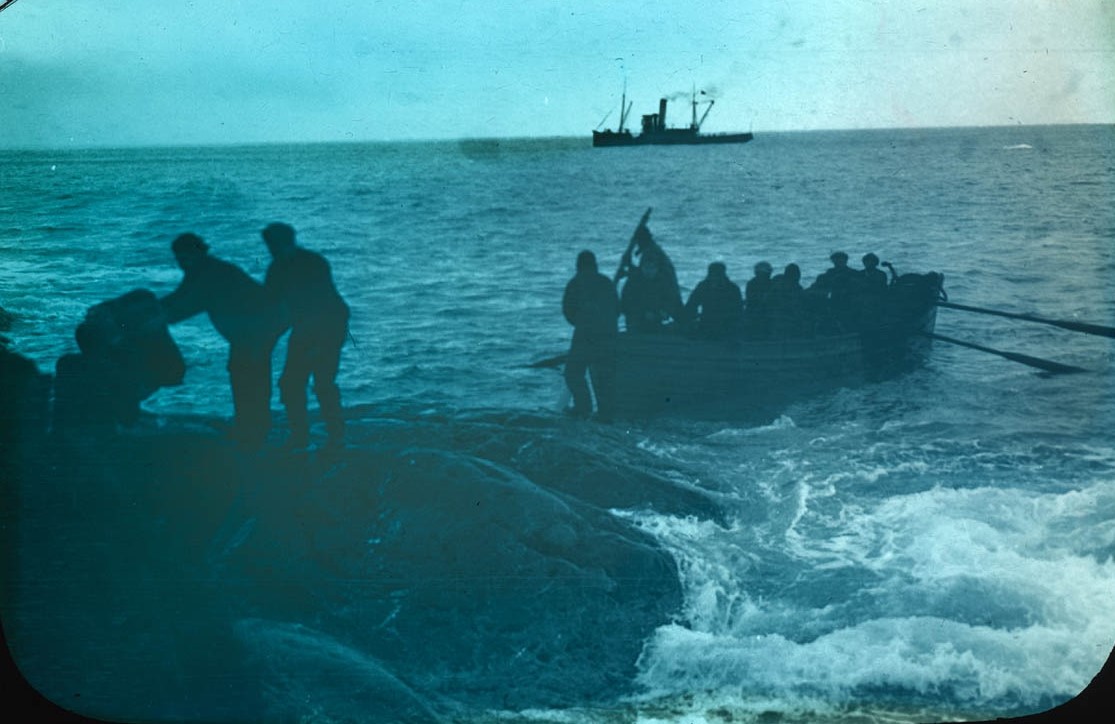 Rescate de la expedición de Shackleton en isla Elefante en 1916