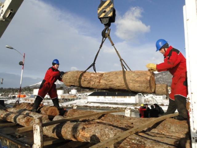 BARCAZA “OROMPELLO” TRASLADÓ A PUERTO WILLIAMS 194 TONELADAS DE LEÑA