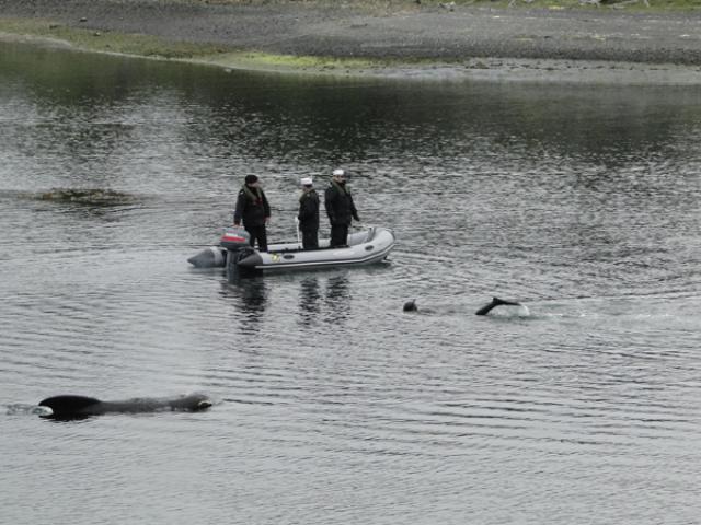 BALLENA PILOTO VARÓ SOBRE AGUAS DEL CANAL BEAGLE