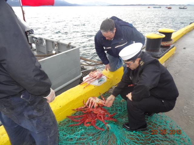 ARMADA DECOMISÓ EN PUERTO WILLIAMS 25 KILOS DE CENTOLLA EN VEDA