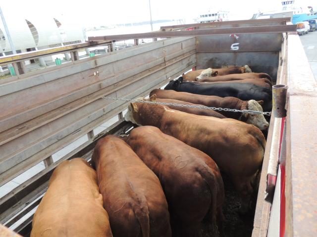 14 PRODUCTORES DE INDAP CUENTAN CON NUEVA GENÉTICA ANIMAL EN CABO DE HORNOS