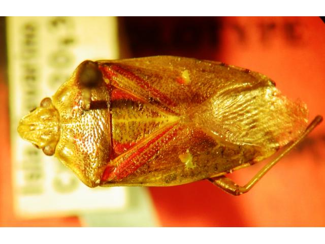 NUEVA ESPECIE DE INSECTO DE LA RESERVA DE LA BIOSFERA DE CABO DE HORNOS HACE NOTICIA A NIVEL MUNDIAL