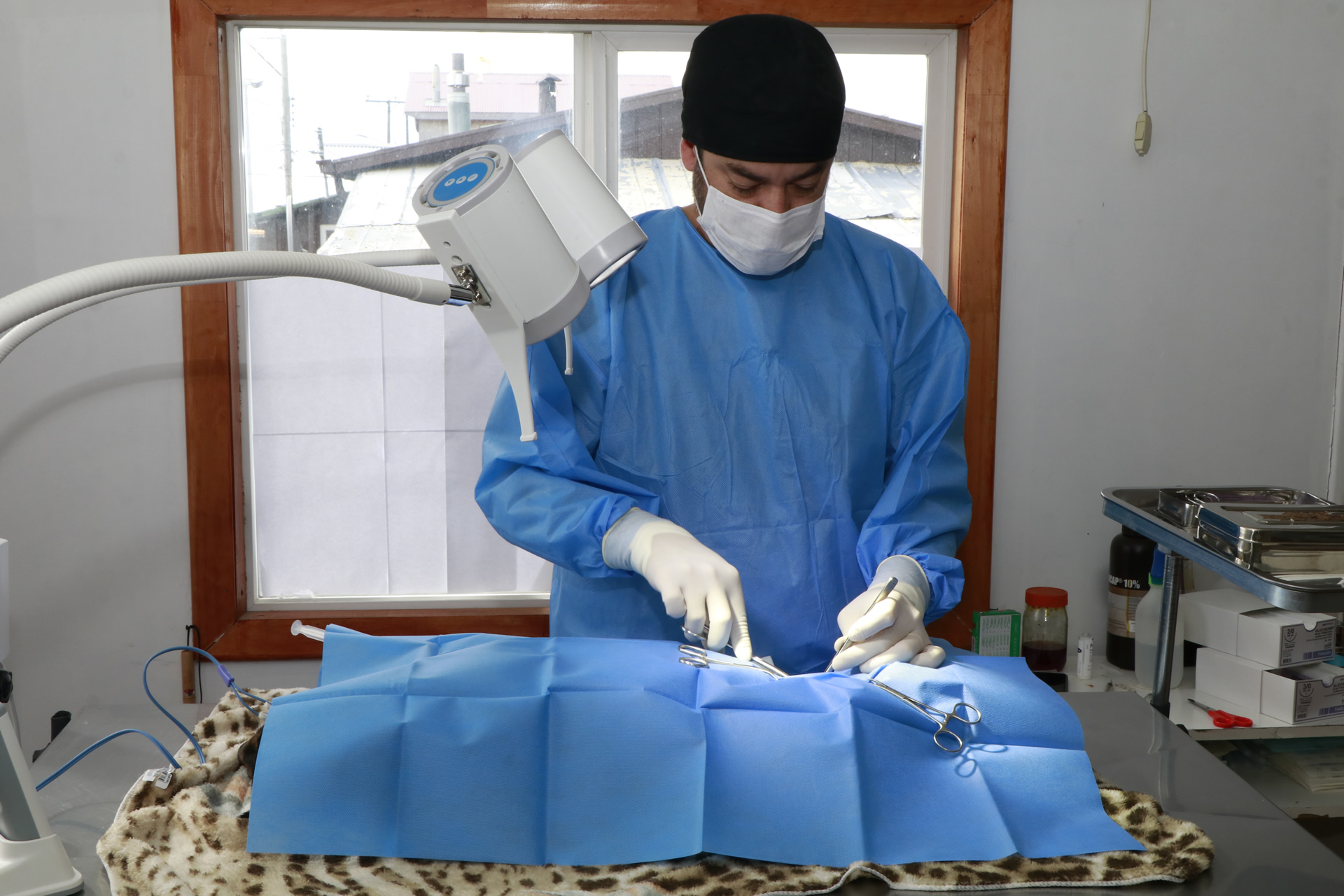 Realizan esterilización de mascotas en Puerto Williams