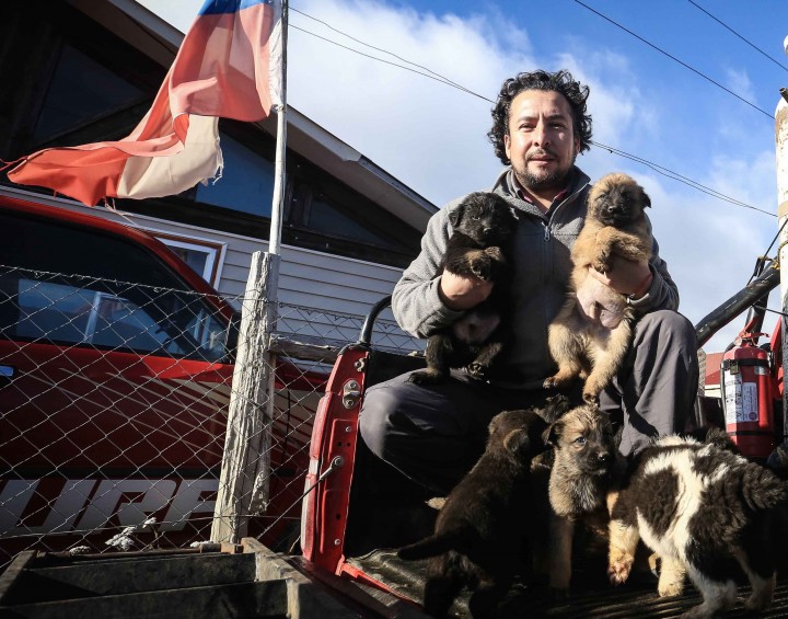 Municipio de Cabo de Hornos aclara situación de cachorros abandonados