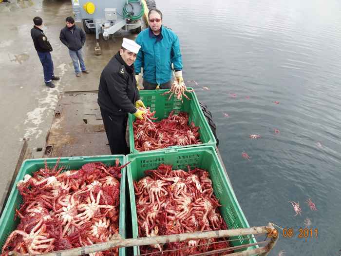 Intensa fiscalización del cumplimiento de legislación que regula la extracción de centollas, permitió cursar otra infracción en Puerto Williams.