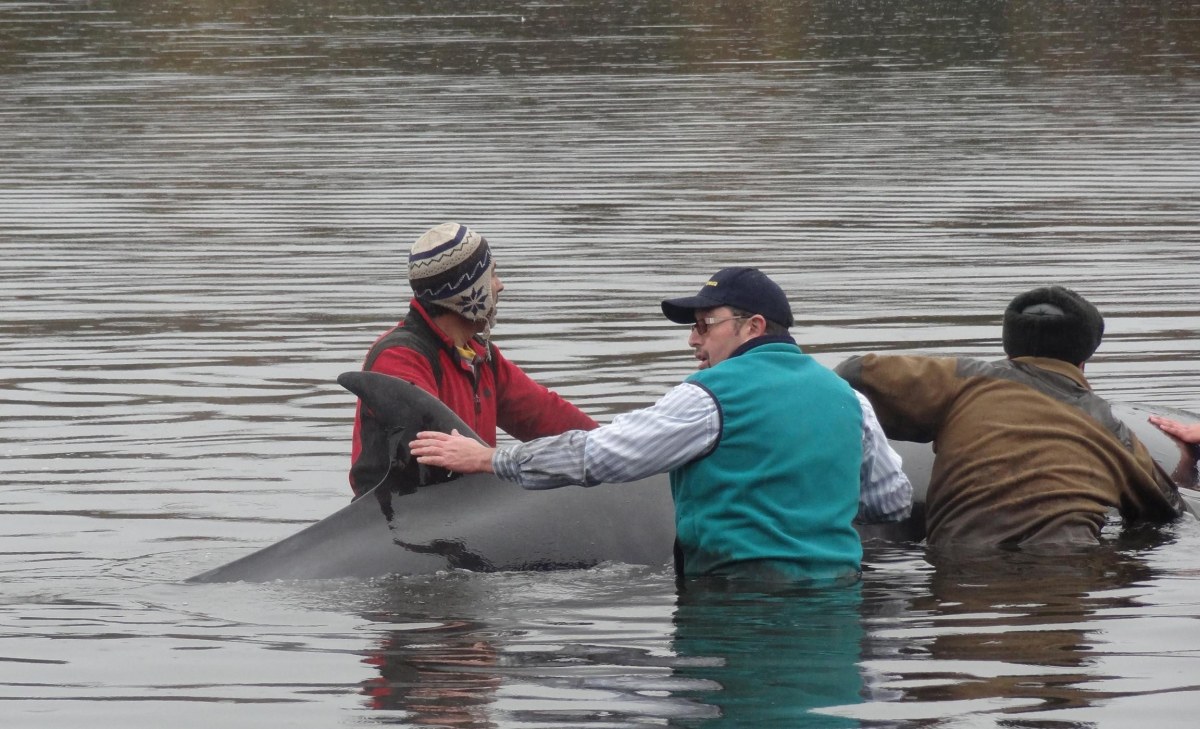 Ballena minke varó sobre las aguas del canal Beagle en Puerto Williams