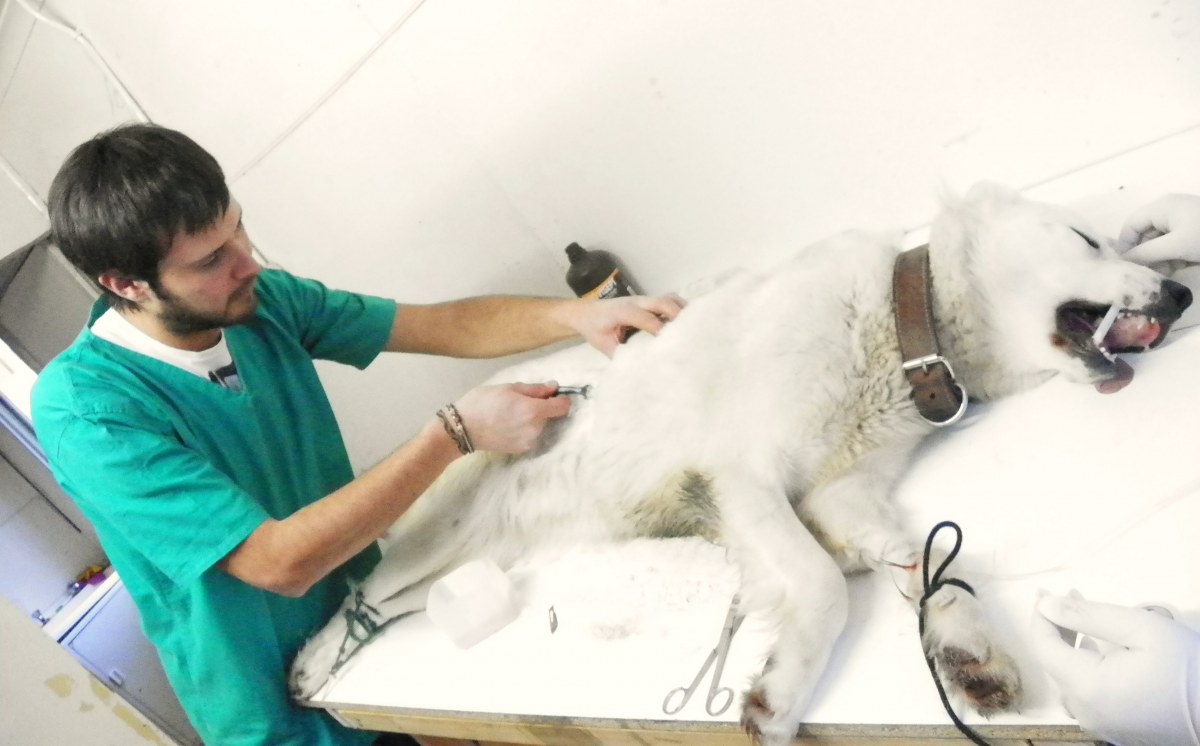 Finalizó campaña de esterilización de mascotas en Cabo de Hornos