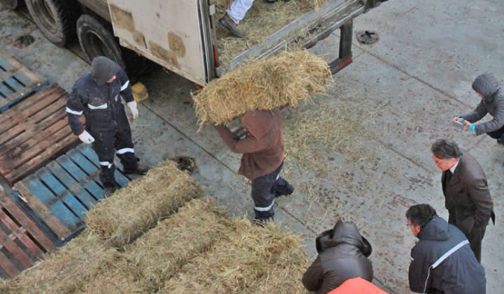 Indap envió alimento para 1.300 bovinos de Puerto Williams