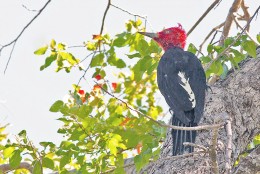 Visón americano amenaza la conservación de ave magallánica
