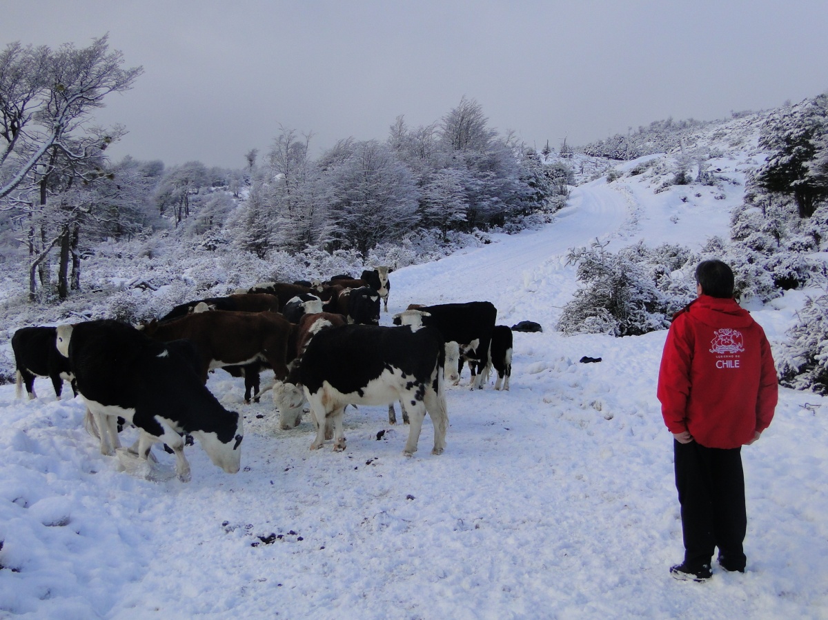 Ganaderos de Puerto Williams recibirán nuevos envíos de forraje para animales afectados por nevadas