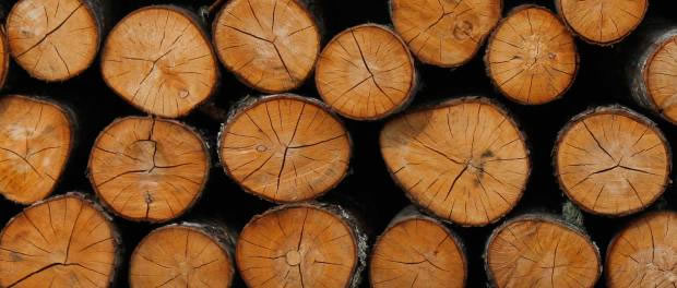 Conaf Puerto Williams: “La carga que se le da al bosque por el uso de la leña es tremenda”