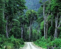 Carretera Austral v/s Conservación Ambiental