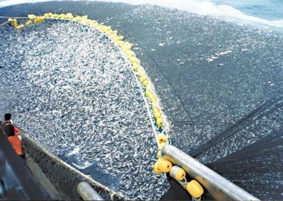 Prácticamente todos los recursos marinos están sobreexplotados