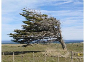 ONEMI decreta alerta temprana preventiva para toda la Región por viento intenso arrachado.
